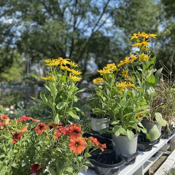 The Growing Place Garden Center - Nurseries & Gardening Near Me - Naperville, Illinois The Growing Place Garden Center - Nurseries & Gardening Near Me - Naperville, Illinois