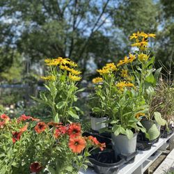 The Growing Place Garden Center