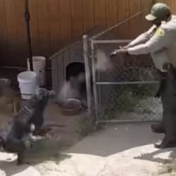 San Bernardino Police Department - An san bernardino officer on property without a warrant firing a weapon at the homeowner's dog, daisy.