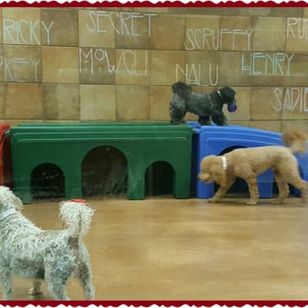 PetSmart - Doggie daycare was so cute! The pups were really happy! - Pet Groomers Near Me - Torrance, California PetSmart - Doggie daycare was so cute! The pups were really happy! - Pet Groomers Near Me - Torrance, California