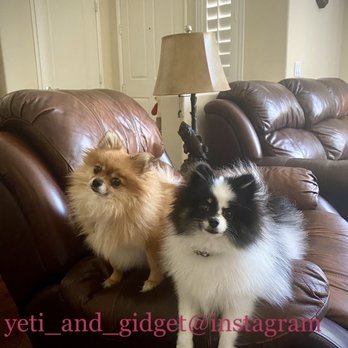 VCA El Rancho Animal Hospital - Just my girls happy ! Follow us: on Instagram :D - Veterinarians Near Me - Temecula, California VCA El Rancho Animal Hospital - Just my girls happy ! Follow us: on Instagram :D - Veterinarians Near Me - Temecula, California