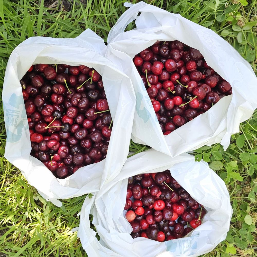 TOP 10 BEST Cherry Picking in Fairfield, CA - Updated 2026 - Yelp