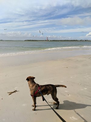 Smyrna Dunes Park by null
