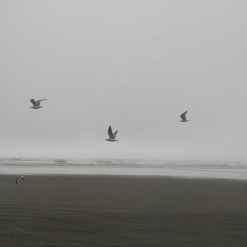 Ocean Shores Beach - Ocean Shores, WA beach - Beaches Near Me - Ocean Shores, Washington Ocean Shores Beach - Ocean Shores, WA beach - Beaches Near Me - Ocean Shores, Washington