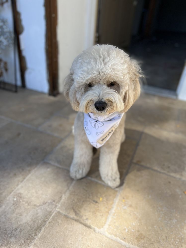 HAPPY PAWS DOG GROOMING 146 Photos & 144 Reviews 118 E Colorado Blvd, Monrovia, CA