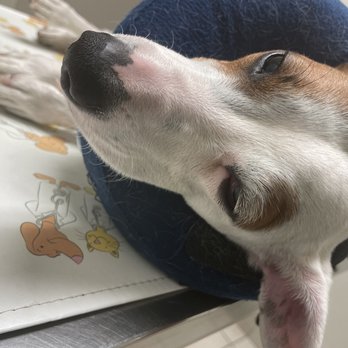 Tucson Veterinary Urgent Care - How he was after the ran tests and cleaned his eye - Veterinarians Near Me - Tucson, Arizona