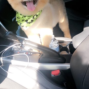 Grateful Dog Grooming - Pet Sitting Near Me - Orange Park, Florida Grateful Dog Grooming - Pet Sitting Near Me - Orange Park, Florida