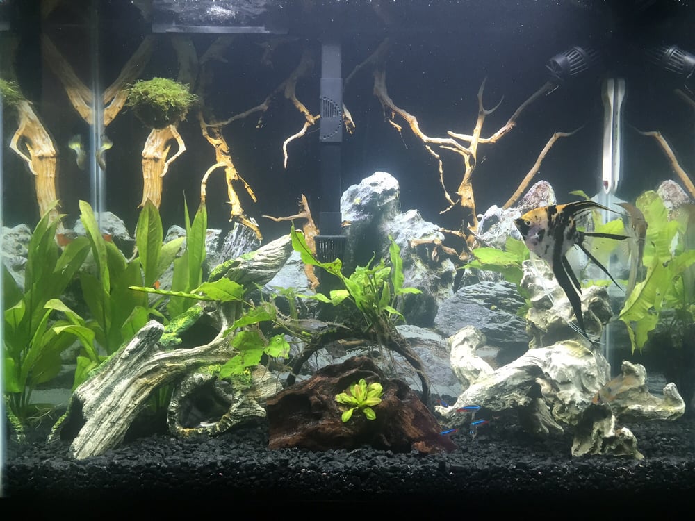 petco live plants
