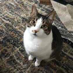 Heritage Veterinary Hospital - Lily