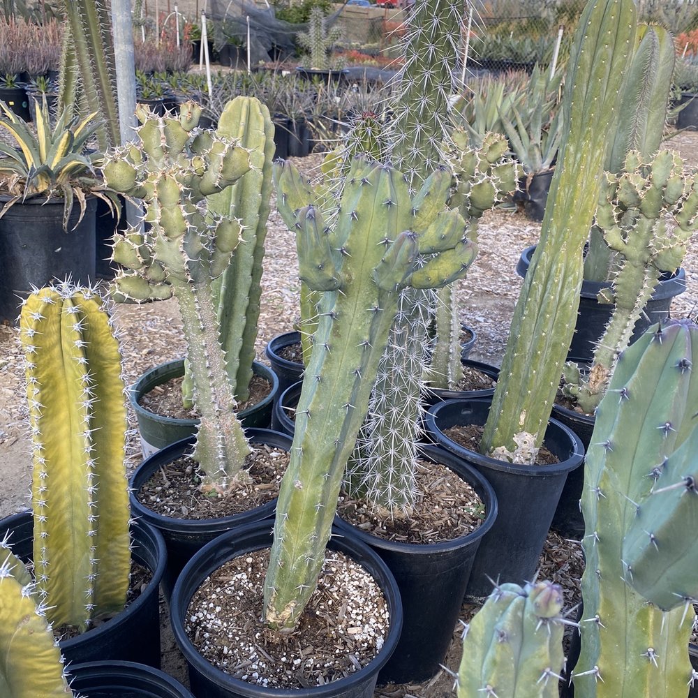Sal’s Cactus Mart - Nurseries & Gardening Near Me - Fillmore, California Sal’s Cactus Mart - Nurseries & Gardening Near Me - Fillmore, California