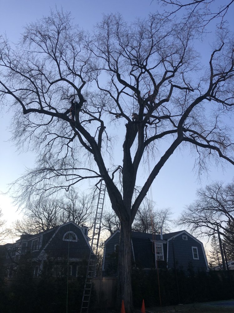 Martinez Brothers Tree Service - tree service in Evanston, IL