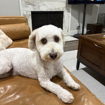 Alessandro Pet Spa - One of my puppies after a visit to Alessandro. - Pet Groomers Near Me - Los Angeles, California