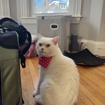R&C Pet Grooming - Mochi - Pet Groomers Near Me - Belmont , Massachusetts