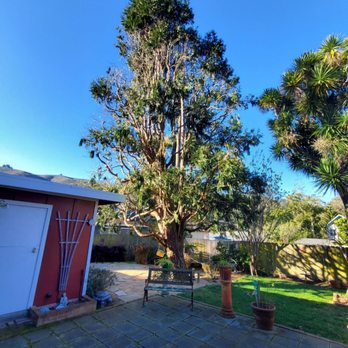New Sky Tree Service - Tree Services Near Me - San Jose, California New Sky Tree Service - Tree Services Near Me - San Jose, California