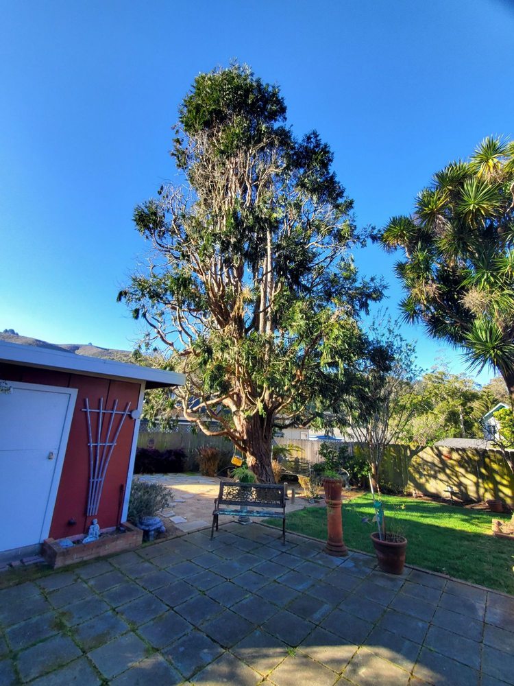 New Sky Tree Service - tree service in San Jose, CA