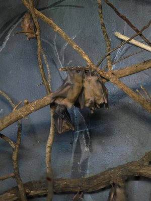 Gladys Porter Zoo by null