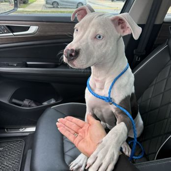 Citizens For Animal Protection - Animal Shelters Near Me - Houston, Texas Citizens For Animal Protection - Animal Shelters Near Me - Houston, Texas