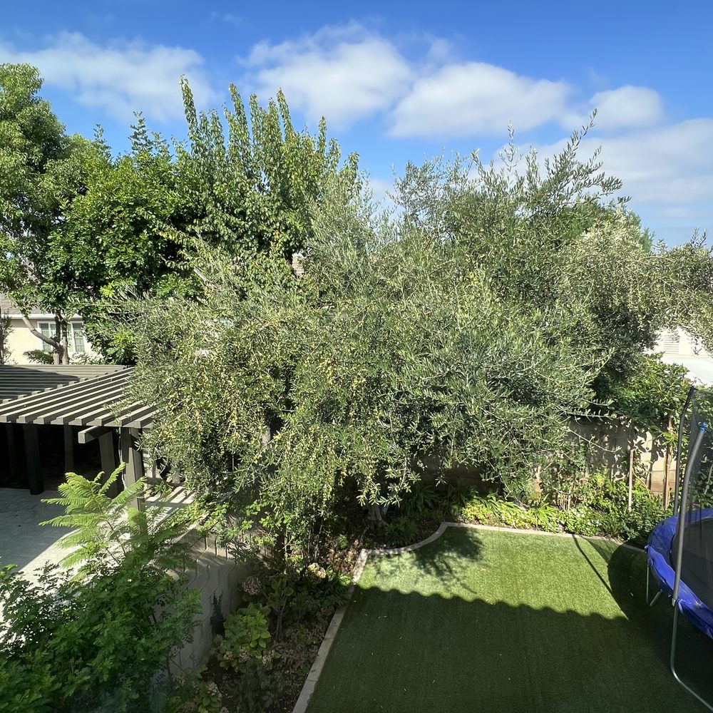 Golden Tree Care - Before.  Looks like a mess. - Tree Services Near Me