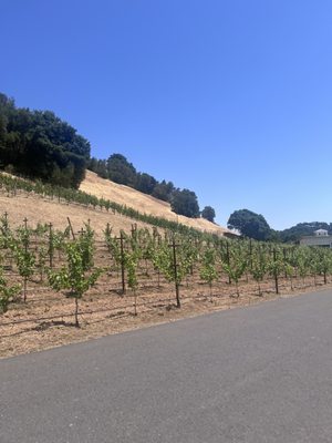 Odette Estate Winery by null