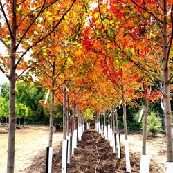 Landmark Landscapes and Nursery - We have so many trees!!!