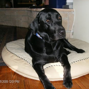 Beaver Ridge Labradors - chinchilling on his bed - Pet Training Near Me Beaver Ridge Labradors - chinchilling on his bed - Pet Training Near Me