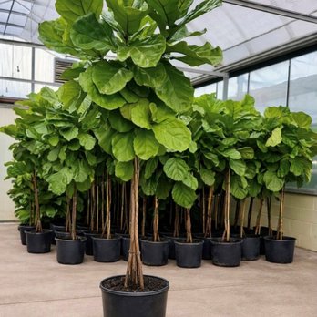 Angel Plants - Ficus lyrata Twist - Nurseries & Gardening Near Me - Dix Hills, New York Angel Plants - Ficus lyrata Twist - Nurseries & Gardening Near Me - Dix Hills, New York