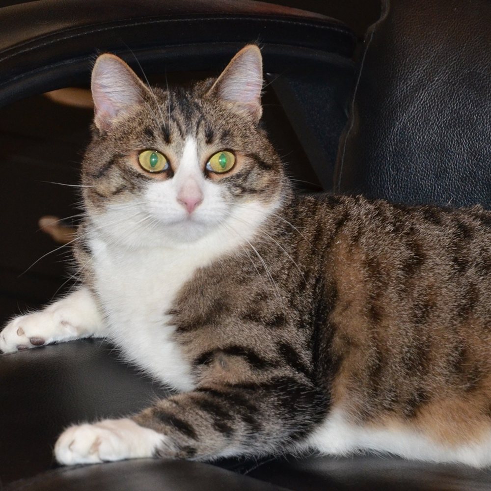 Arbor View Veterinary Clinic - Veterinarians Near Me - Roseville, California