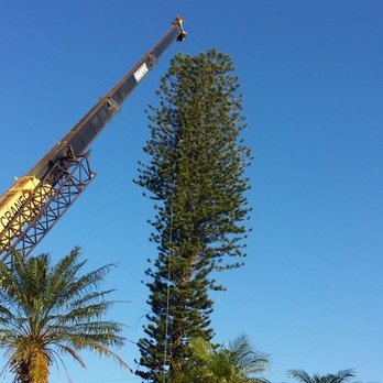 ABC Tree Services - Tree Services Near Me - Fort Myers, Florida ABC Tree Services - Tree Services Near Me - Fort Myers, Florida
