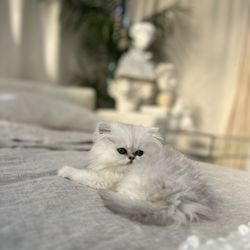 Prettiest Persian kittens & British Longhairs - Kitten