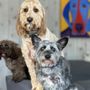 Photo of Canine Social Club
