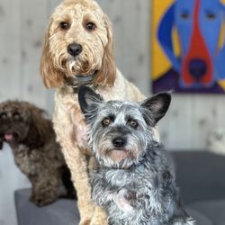 Canine Social Club