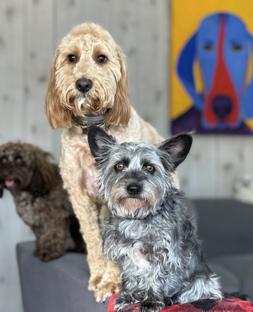 Canine Social Club - pet boarding facility in Oklahoma City, OK