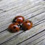 Acorn Termite & Pest Control