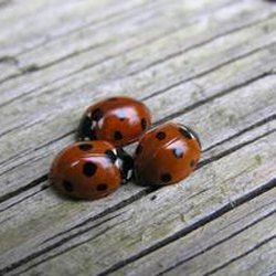 Acorn Termite & Pest Control