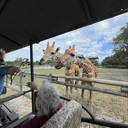 Giraffe Ranch
