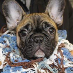 Mutt Lodge - Daycare visit