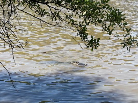 Jungle Gardens by null