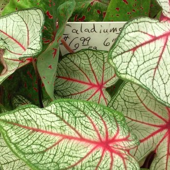 Davison's Nursery - the colorful veins of Caladium - Nurseries & Gardening Near Me - Oklahoma City, Oklahoma Davison's Nursery - the colorful veins of Caladium - Nurseries & Gardening Near Me - Oklahoma City, Oklahoma