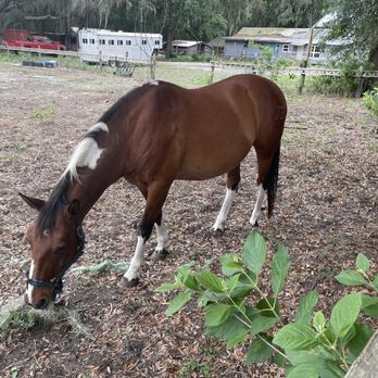Dragon Flower Winery - Horse companion nearby - Wineries Near Me - Summerfield, Florida Dragon Flower Winery - Horse companion nearby - Wineries Near Me - Summerfield, Florida