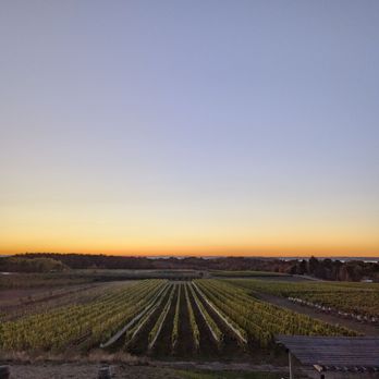 Bonobo Winery - Sunset view of the vineyard - Wineries Near Me - Traverse City, Michigan