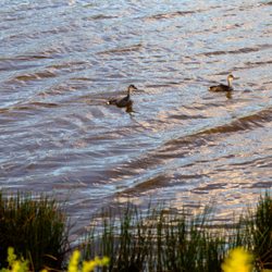 Young coots
