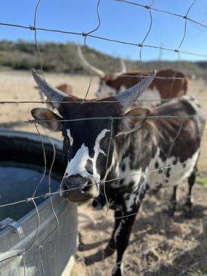 Contigo Ranch Fredericksburg by null