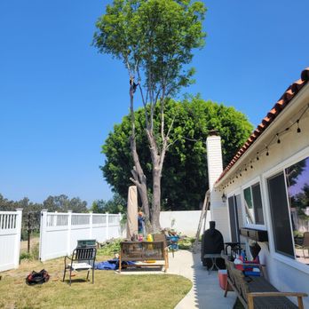 Los Alamitos Tree Service - During removal - Tree Services Near Me Los Alamitos Tree Service - During removal - Tree Services Near Me
