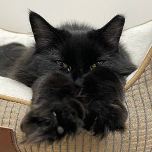 WILMINGTON ANIMAL HEALTHCARE VETERINARY HOSPITAL - Updated December ...