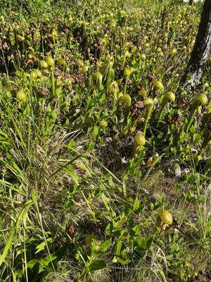 Darlingtonia State Natural Site by null