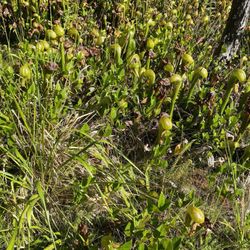 Darlingtonia State Botanical Wayside
