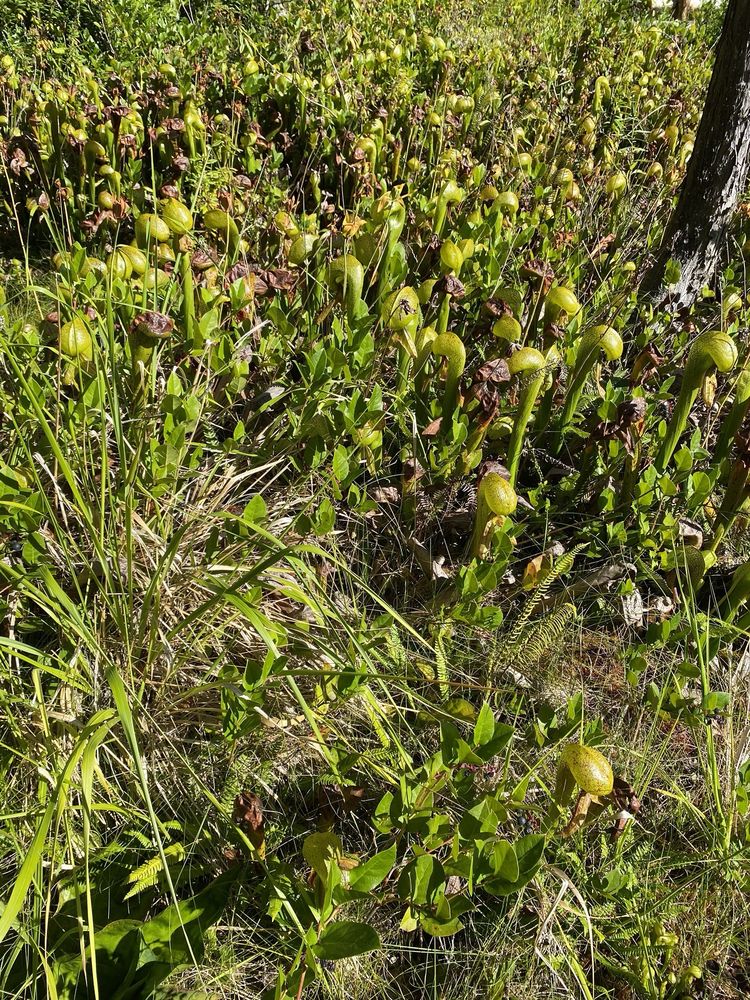 Darlingtonia State Botanical Wayside Logo
