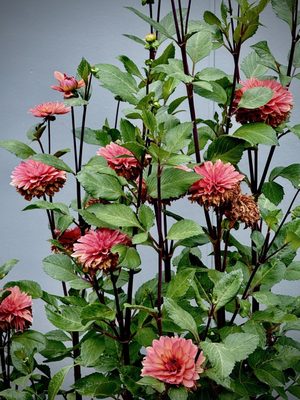 CHO Wines by null CHO Wines by null