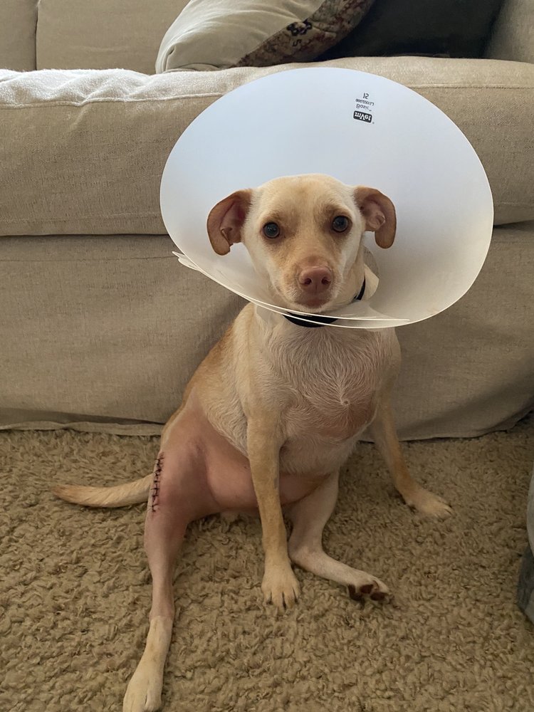 DOUGHERTY VETERINARY CLINICS Updated October 2024 215 E 14th St