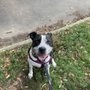 Photo of Brooklyn Dog Walking Coop